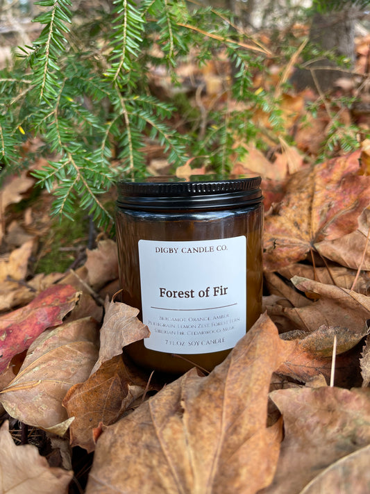 Forest of Fir